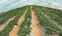 吃瓜群爆料大棚图片真实,吃瓜群爆料揭示农业新面貌