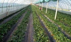 吃瓜群爆料大棚图片真实,吃瓜群爆料揭示农业新面貌