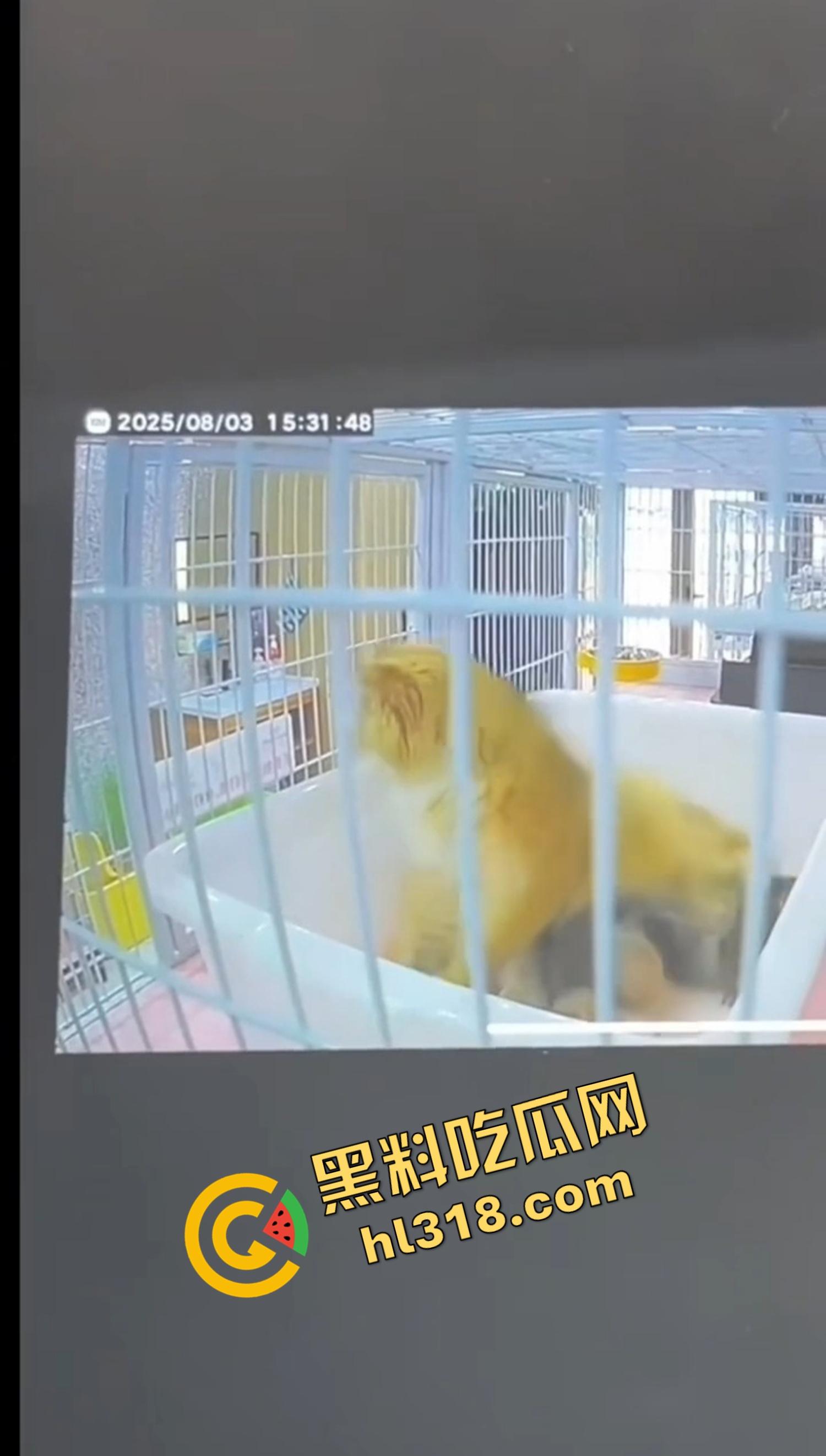 沈阳猫咖惊现女魔头虐猫狂魔，4只奶猫惨死2只重伤，老板怒曝监控报警，宠物圈集体避雷！-3