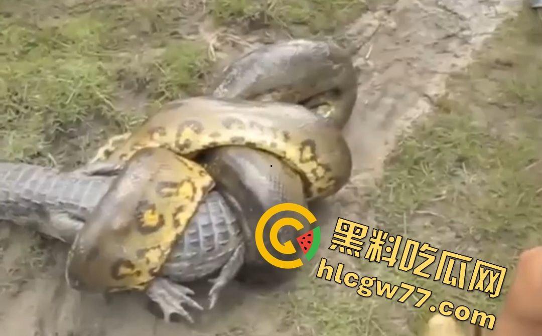 陆地大乱斗！蟒蛇绞杀鳄鱼，死亡翻滚失效，眼珠爆出吓尿摄影师！-1