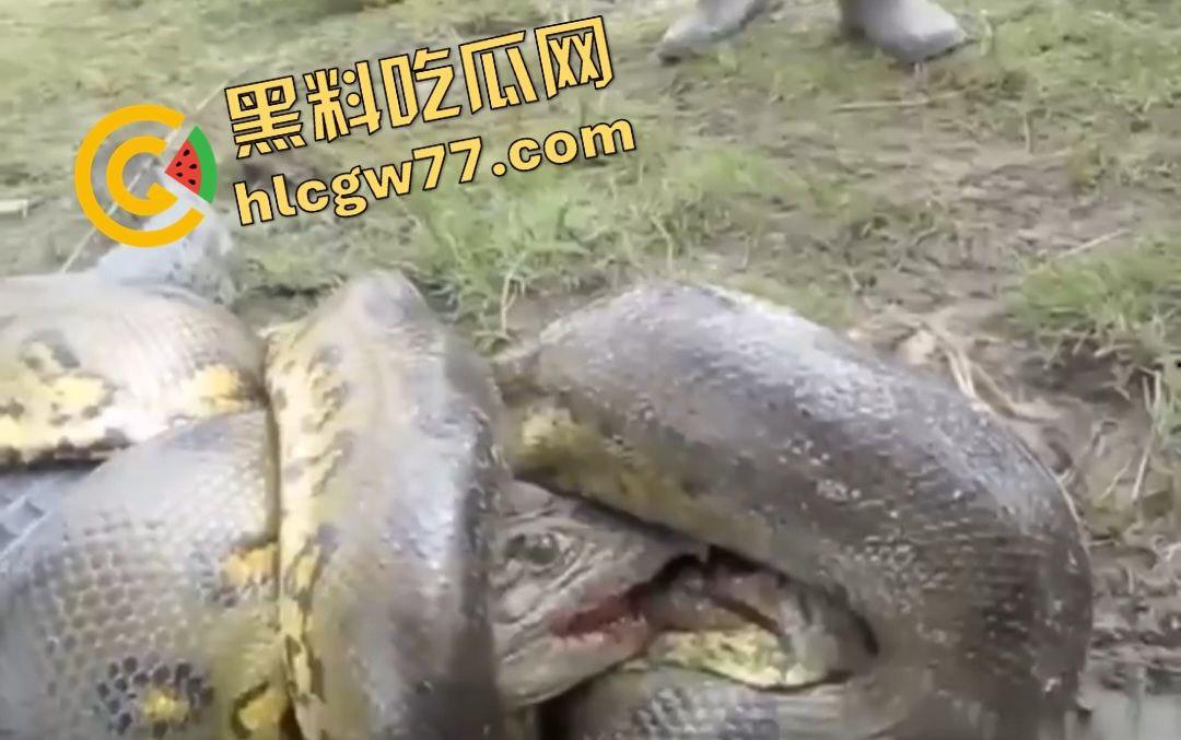 陆地大乱斗！蟒蛇绞杀鳄鱼，死亡翻滚失效，眼珠爆出吓尿摄影师！-8