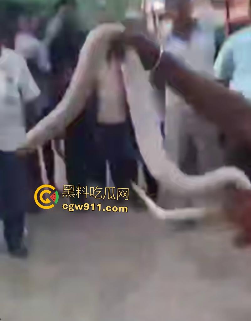 印度蛇王装逼被反杀，毒眼镜蛇一口咬死抓蛇神人，没想到血清忘带了，直接当场丧命，下辈子别再装逼了！-5